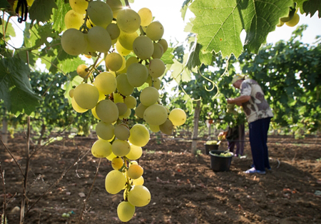 Ставрополье хочет увеличить площади виноградников в три раза
