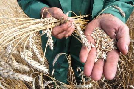 Китай изучает перспективы поставки зерна из Амурской области