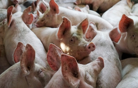 В 8 районах Татарстана снят карантин, введенный из-за африканской чумы свиней