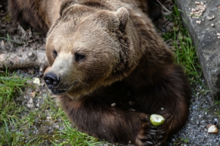 Сотрудники заповедника "Брянский лес" объяснили сельским жителям, как спастись от медведя Арсения