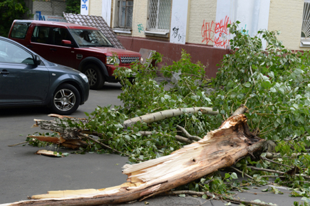 Спасатели убирают в Краснодаре поваленные штормовым ветром деревья