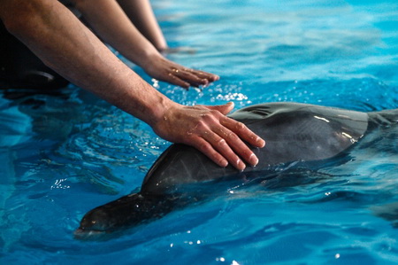 Смерть дельфинов в Приморском океанариуме не связана с качеством воды в бассейне