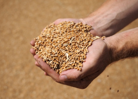 РФ в этом году соберет 116 млн тонн зерновых