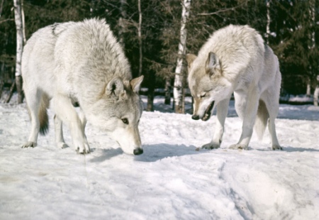 Волки нападают на поселок в ХМАО, пострадали десятки домашних животных