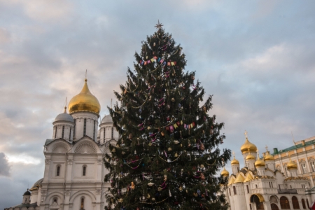 В Подмосковье выбрана главная новогодняя ель России