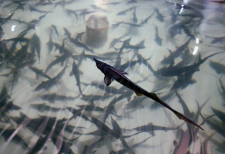 В Ленобласти с начала года выпустили в воду более 10 млн рыб ценных пород