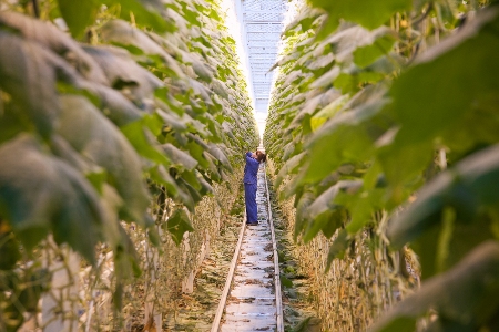 Волгоградское тепличное хозяйство "Овощевод" в ближайшие 3 года может увеличить площадь теплиц в 4 раза