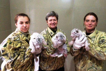 Трое редких тигрят родились в зоопарке в Крыму