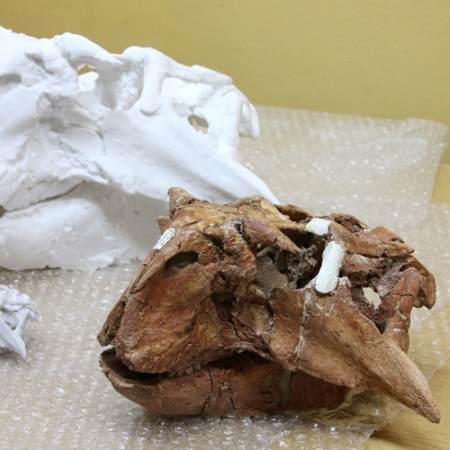 Скелет сибирского динозавра впервые покажут на выставке в Москве