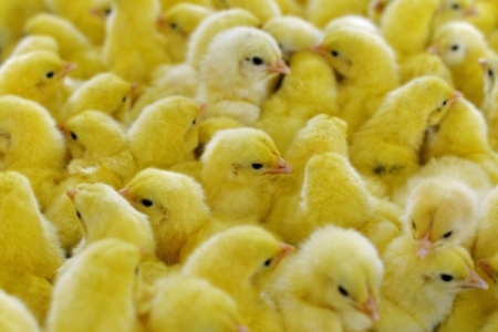 В РФ могут временно запретить ввоз яиц и цыплят из Польши