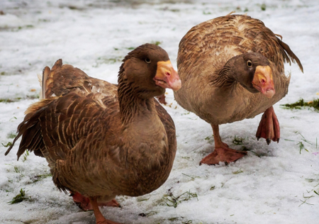 Вспышка гриппа птиц зарегистрирована в Краснодарском крае