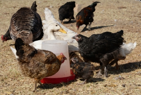 Около 160 тыс. голов птицы будет уничтожено в Ростовской области из-за вспышки птичьего гриппа