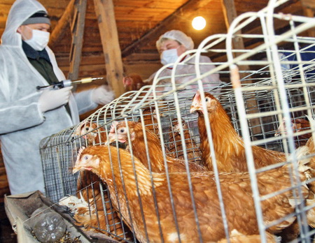 Около 600 тыс. кур уничтожено на астраханской птицефабрике, где выявлен птичий грипп