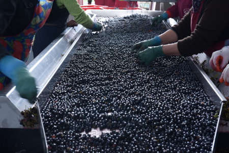 "Лефкадия" планирует в 2017г увеличить площадь виноградников почти на 60%