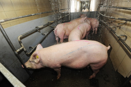 Более 80 тыс. свиней уничтожено в 2016 г в Краснодарском крае из-за АЧС