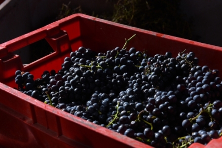 "Фанагория" начала производство вин с защищенным наименованием места происхождения