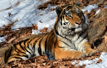 Тигры Владик и Филиппа в Приморье готовятся к выпуску в дикую природу