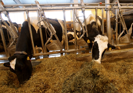 Белгородская область намерена отказаться от применения антибиотиков в животноводстве