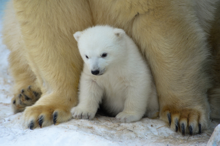 Белая медведица Колымана вышла из берлоги в якутском зоопарке с медвежонком