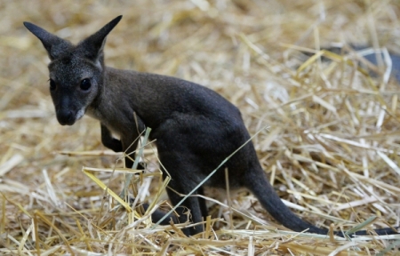 В Новосибирском зоопарке искусственно вскармливают кенгуренка, которого мать перестала пускать в сумку