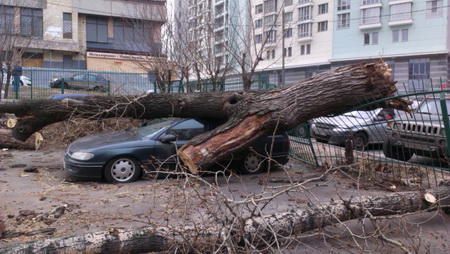 Два человека пострадали в Ростове-на-Дону от упавших на них веток деревьев