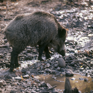 Популяцию дикого кабана станут регулировать в Иркутской области после вспышки африканской чумы свиней