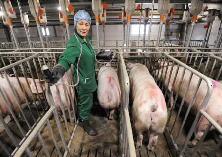 Более тысячи свиней уничтожено в карантинной зоне под Иркутском из-за риска АЧС