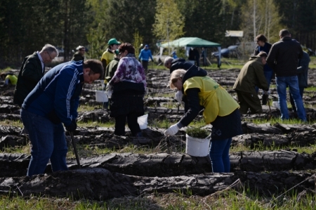 Около 10 тыс. молодых ясеней и дубов высадили за день в Ингушетии в честь Года экологии