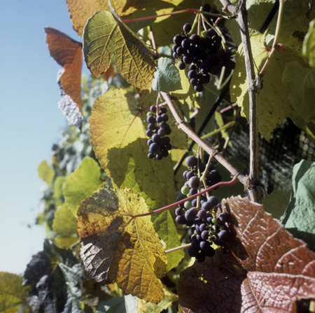 Ученые в Приморье нашли способ сделать полезнее виноград сорта амурский