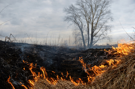 Пожары в Красноярском крае охватили более 4 тысяч га леса