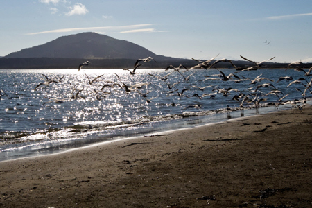 Экологический взвод ВВО начал очистку острова Врангеля от металлолома
