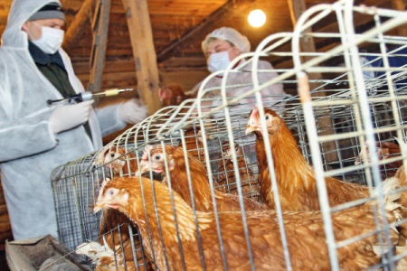 Карантин по гриппу птиц сняли в Самарской области