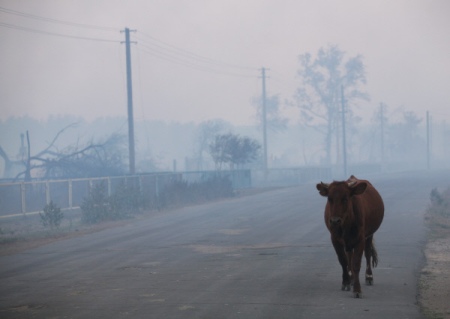Бурятию накрыло дымом от пожаров в Монголии