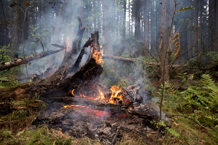 Режим ЧС введен в Ханты-Мансийском автономном округе из-за природных пожаров