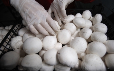 Минсельхоз предлагает включить выращивание грибов в систему господдержки