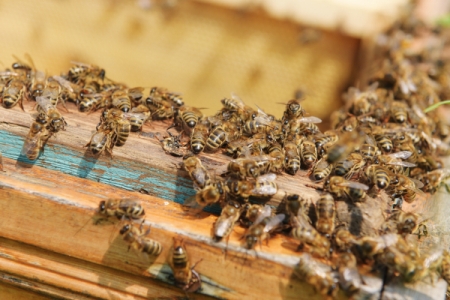 Фестиваль меда пройдет на родине бортевой пчелы в Башкирии