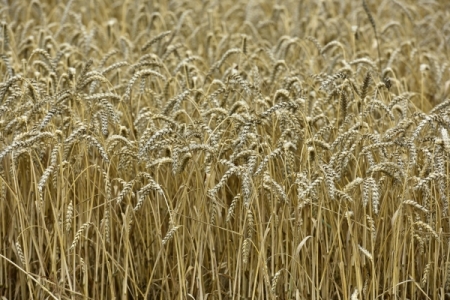 Крым завершил уборку ранних зерновых, собрал рекордный за 8 лет урожай