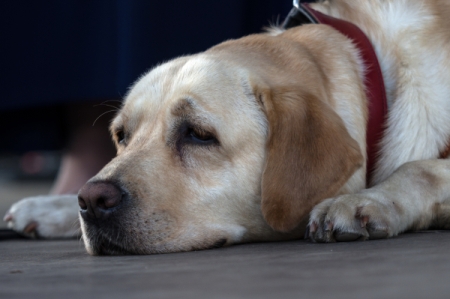 За три года в московском метро подготовили 130 собак-поводырей