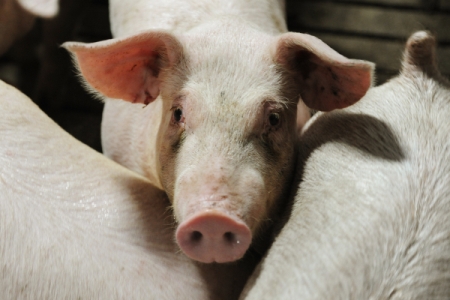 Вторая в 2017г вспышка АЧС выявлена в Краснодарском крае, будет уничтожено более 600 свиней