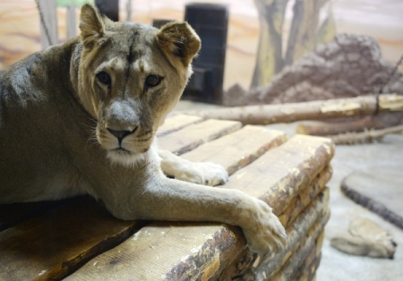 Владелец львицы, покусавшей подростка в саратовском Энгельсе, отвез хищницу в зоопарк Пензы