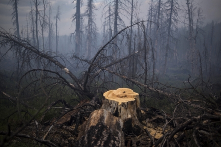 Более 90 природных пожаров горят в регионах Дальнего Востока, большинство очагов - в Якутии