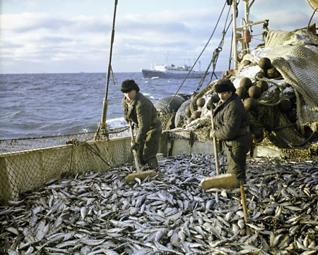 Судовладельца привлекут к ответственности за незаконный вылов 20 тонн арктического омуля в Карском море