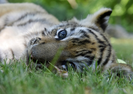 Трое редких тигрят родились в сафари-парке в Крыму
