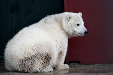 Найденного в Якутии одинокого белого медвежонка, которого приютил московский зоопарк, назвали Умка-Аяна
