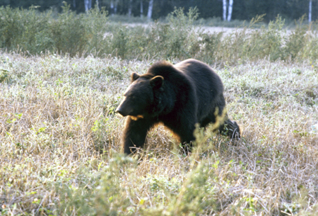 Охотинспекторам пришлось застрелить голодную медведицу, бродившую под Тобольском