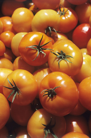 Запрещен ввоз зараженных томатной молью сербских и македонских томатов