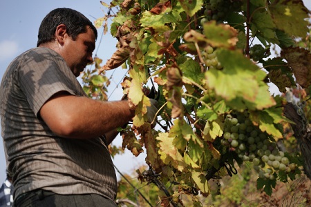Крымская "Массандра" в 2017г увеличила сбор винограда на 14%