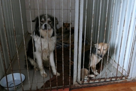 Чукотские зоозащитники открыли на "дальневосточном гектаре" центр помощи бездомным животным