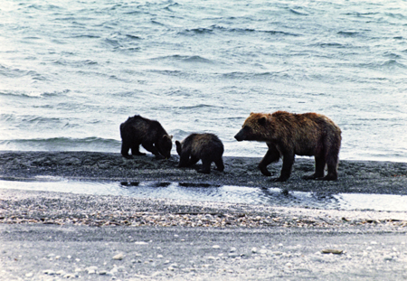 Медведи на Южных Курилах идут к устьям крупных нерестовых рек в поисках рыбы