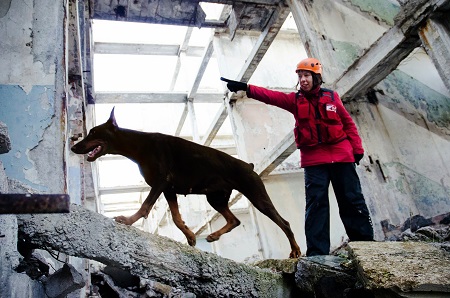 Кинолог-волонтер из Севастополя тренирует собак-спасателей "по зову сердца"